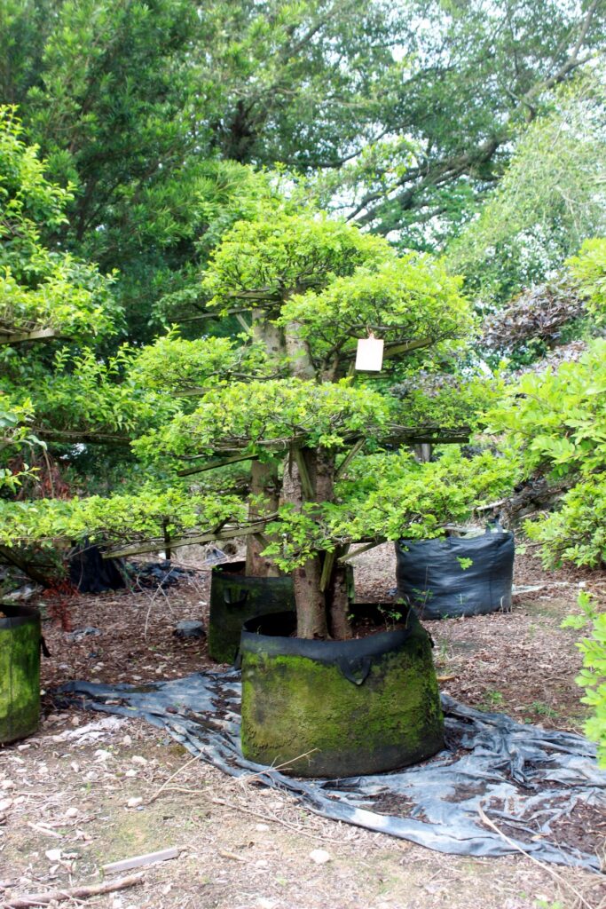 Layered Evergreen Cloud Topiary Nursery Stock