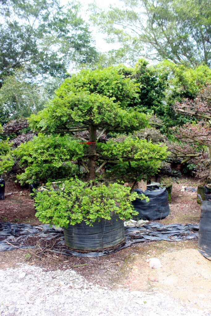 Layered Evergreen Cloud Topiary Nursery Stock