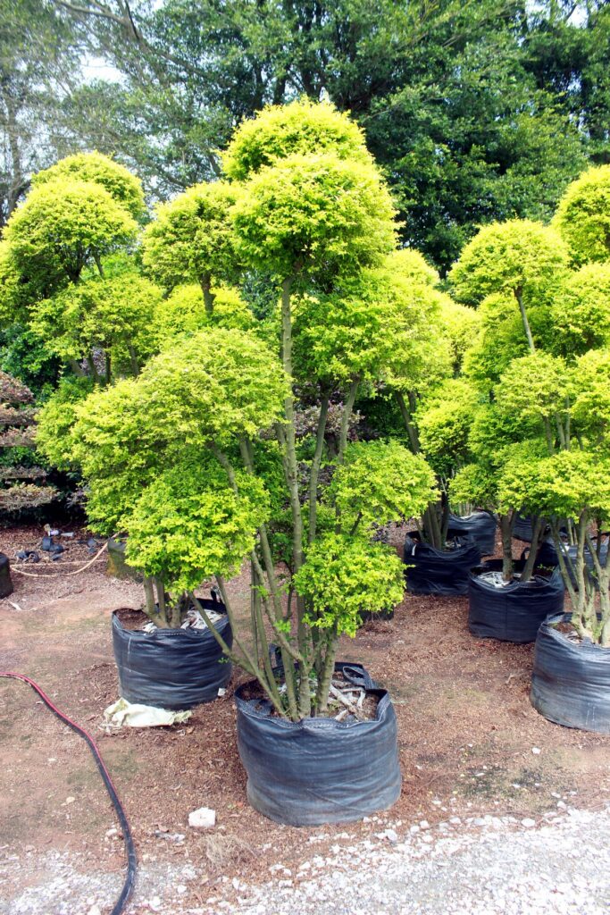 Layered Evergreen Cloud Topiary Nursery Stock