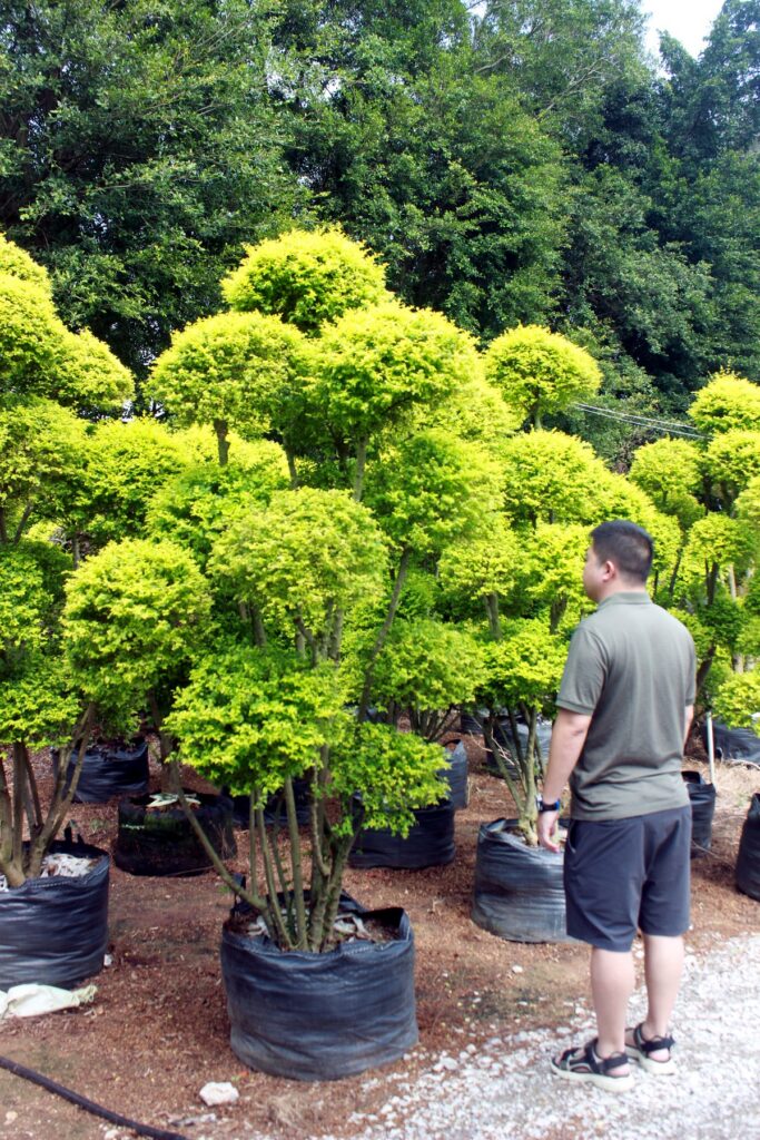 Layered Evergreen Cloud Topiary Nursery Stock