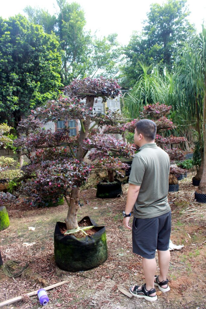 Mature Flowering Landscape Tree Stock