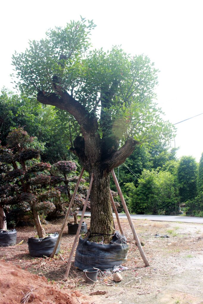 Mature Flowering Landscape Tree Stock