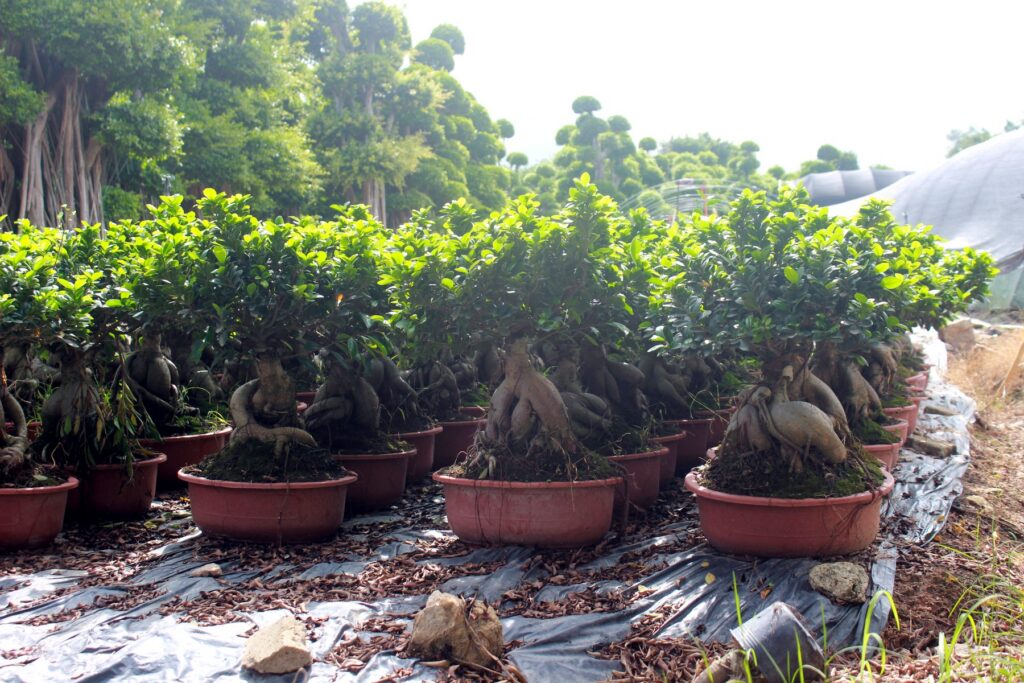 Medium Ficus Ginseng Bonsai Nursery Stock