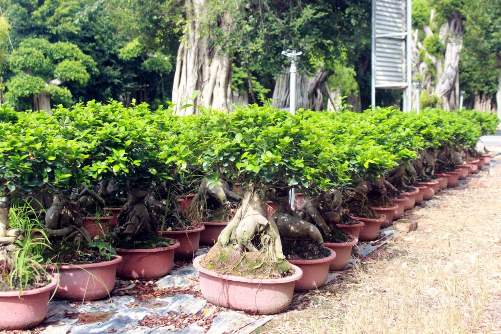 Medium Ficus Ginseng Bonsai Nursery Stock