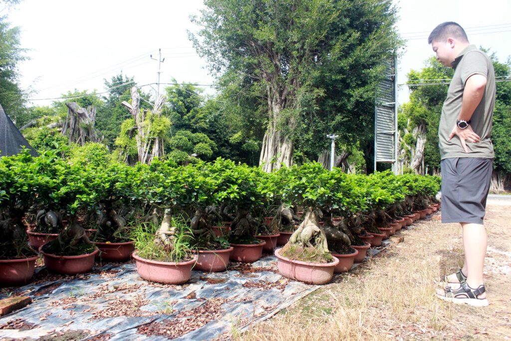 Medium Ficus Ginseng Bonsai Nursery Stock