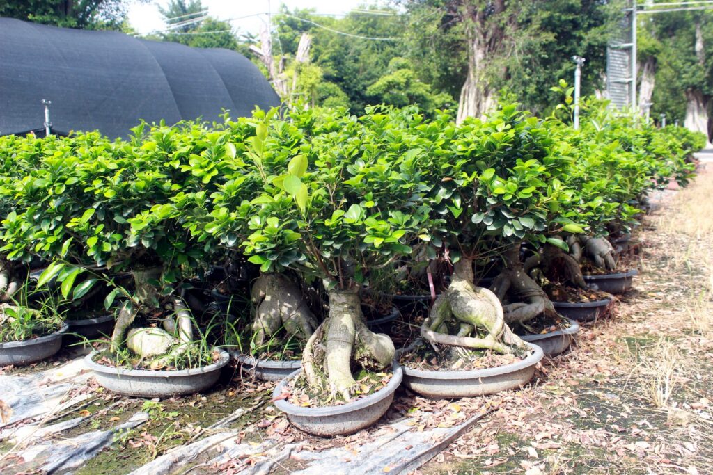 Medium Ficus Ginseng Bonsai Nursery Stock