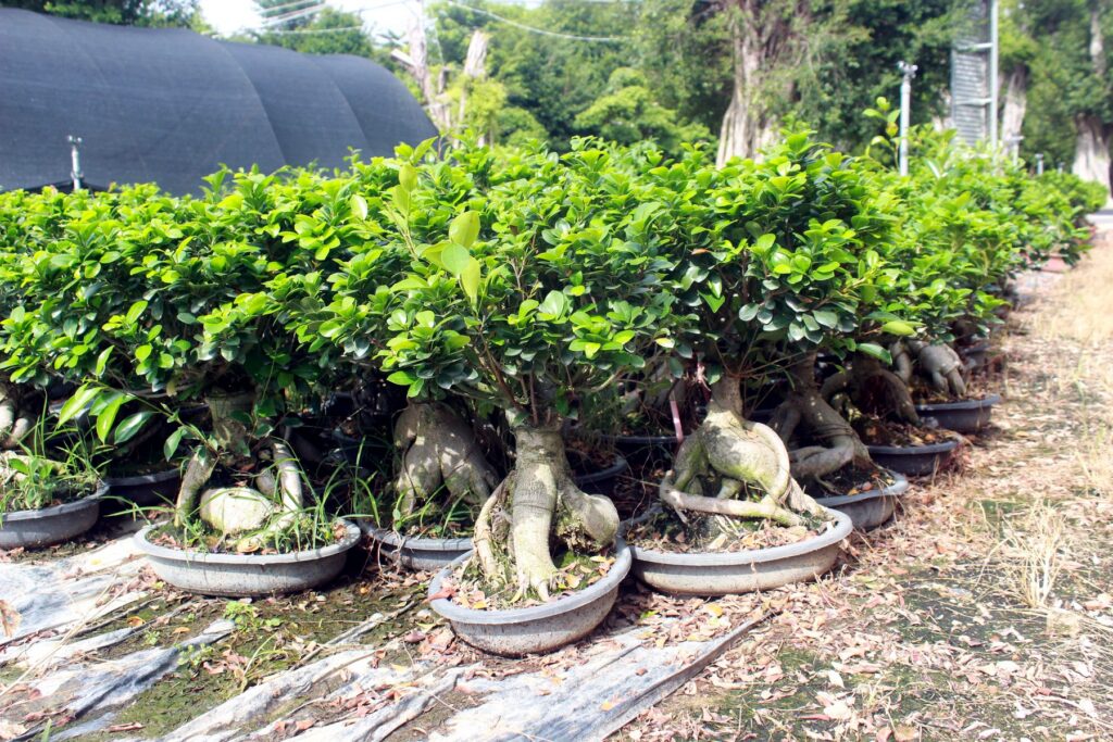Medium Ficus Ginseng Bonsai Nursery Stock