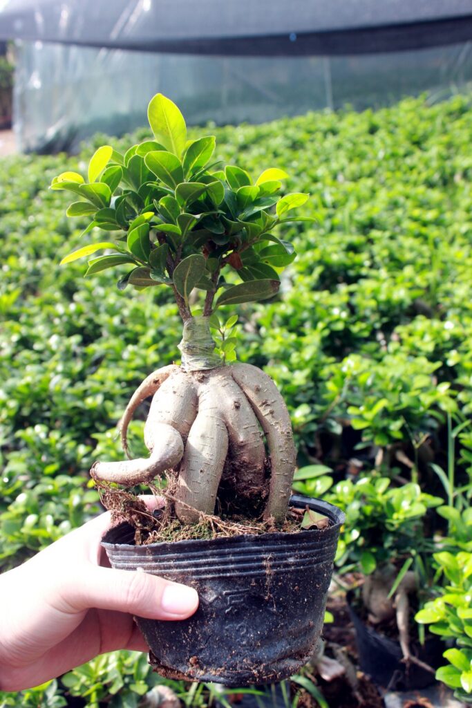 Mini Ficus Ginseng Bonsai Nursery Plants