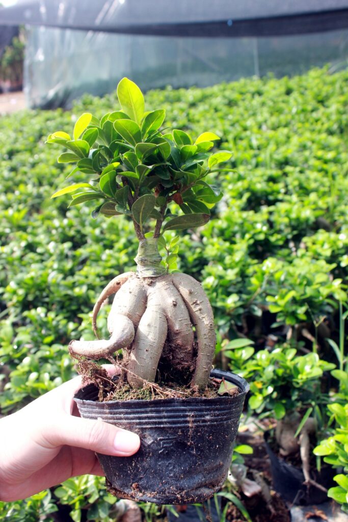 Mini Ficus Ginseng Bonsai Nursery Plants