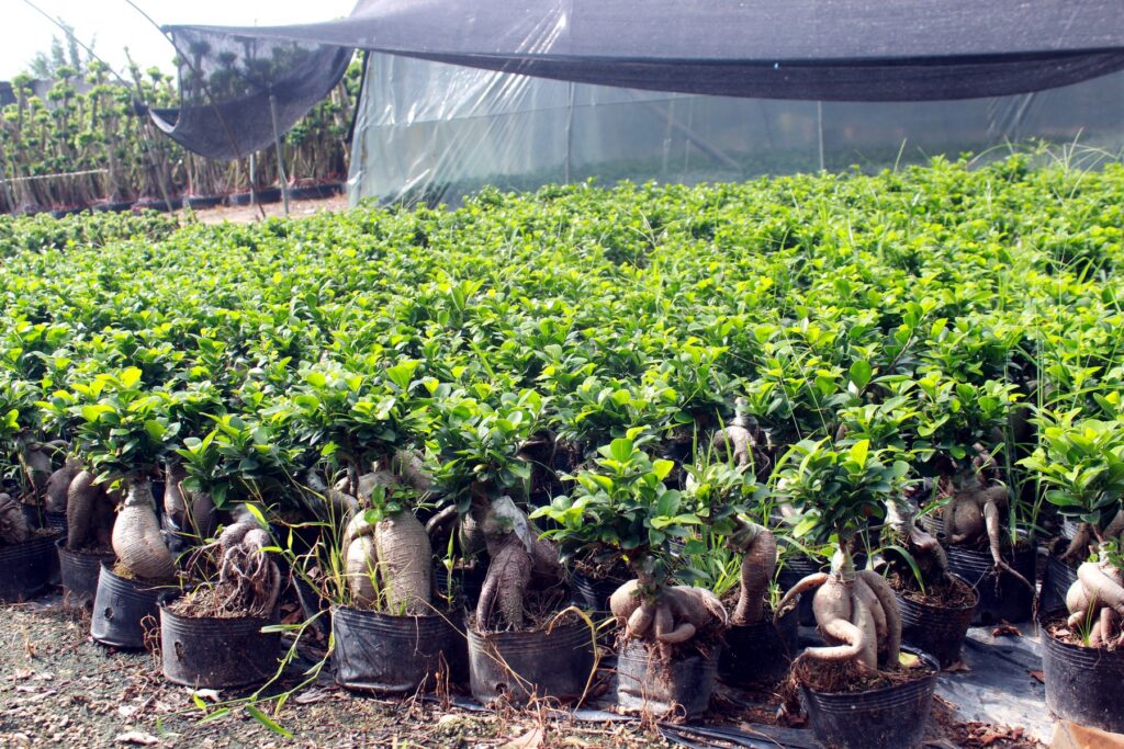 Mini Ficus Ginseng Bonsai Nursery Plants