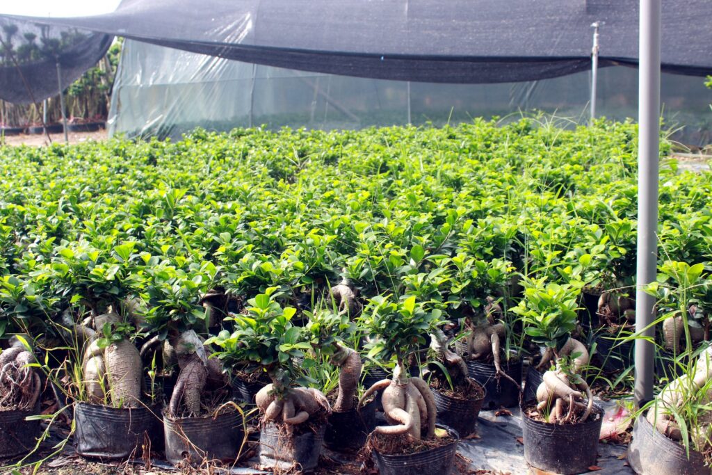 Mini Ficus Ginseng Bonsai Nursery Plants