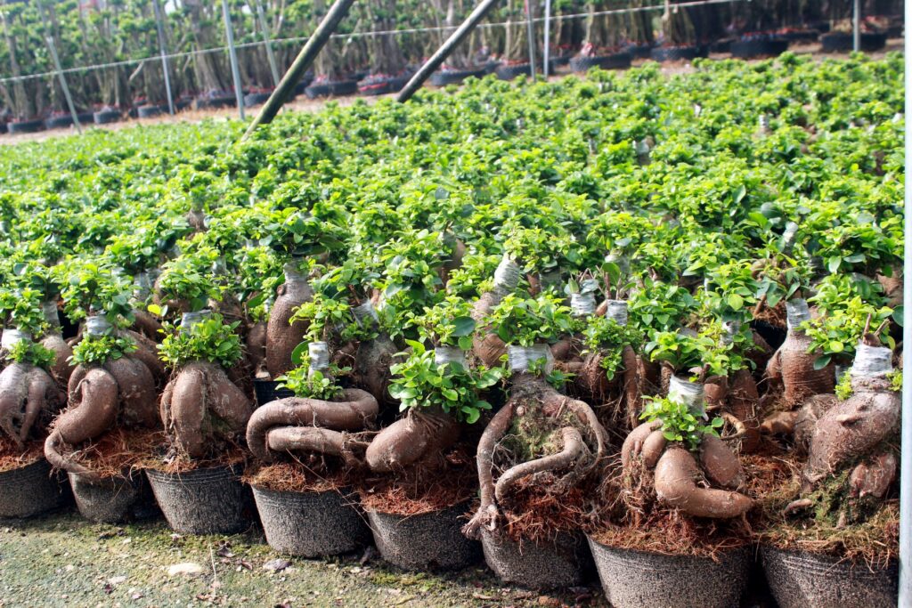 Mini Ficus Ginseng Bonsai Nursery Plants