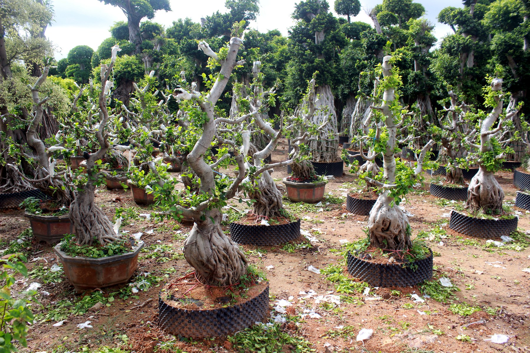 Wholesale Trained Deciduous Root Base Bonsai Stock - view 2