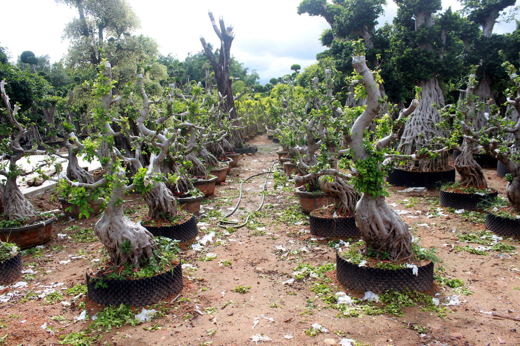 Wholesale Trained Deciduous Root Base Bonsai Stock - view 3