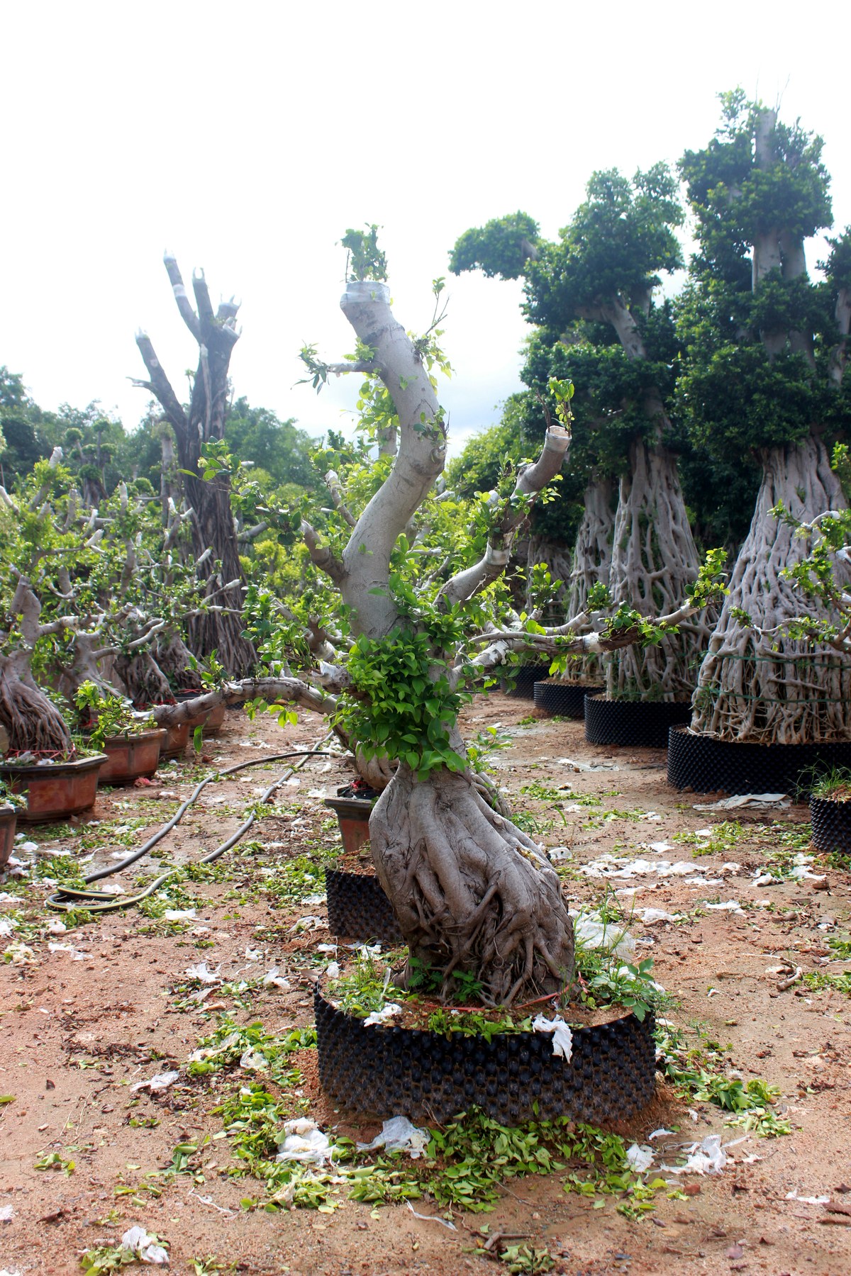 Wholesale Trained Deciduous Root Base Bonsai Stock - view 4