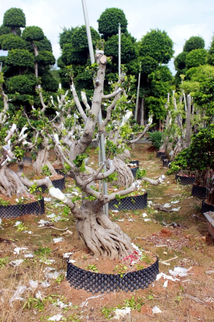 Trained Deciduous Root Base Bonsai Stock