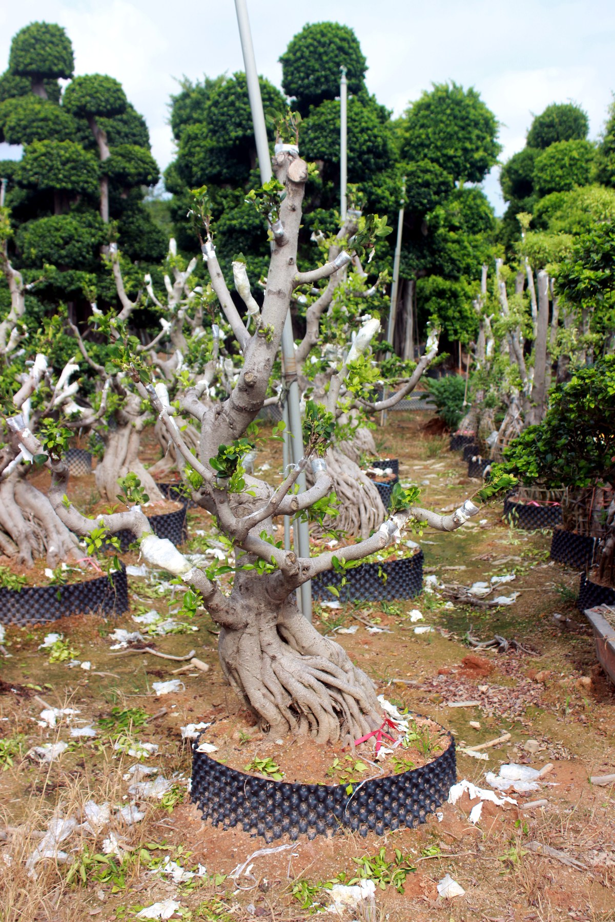 Wholesale Trained Deciduous Root Base Bonsai Stock - view 5