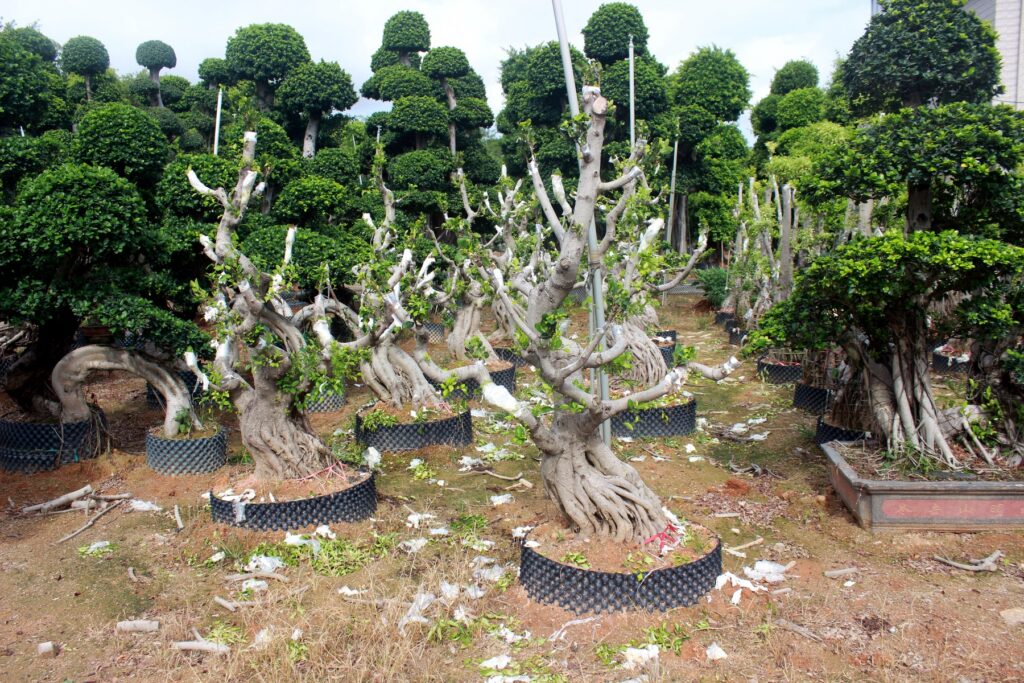 Trained Deciduous Root Base Bonsai Stock