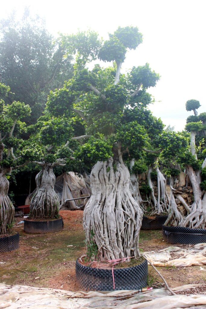 Large Ficus Aerial Root Tiered Crown Bonsai