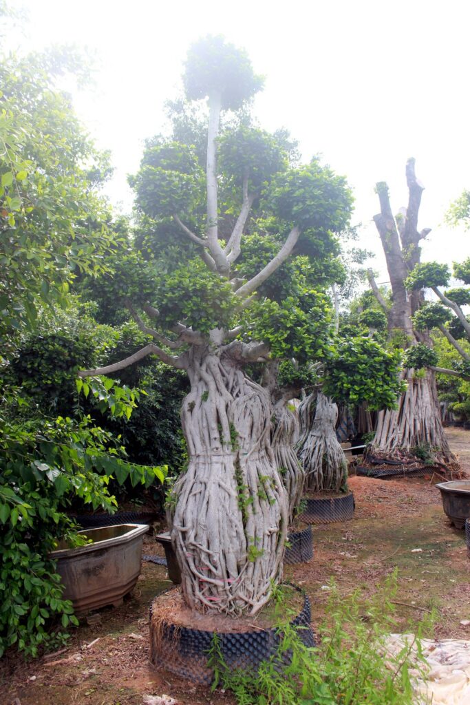 Large Ficus Aerial Root Tiered Crown Bonsai