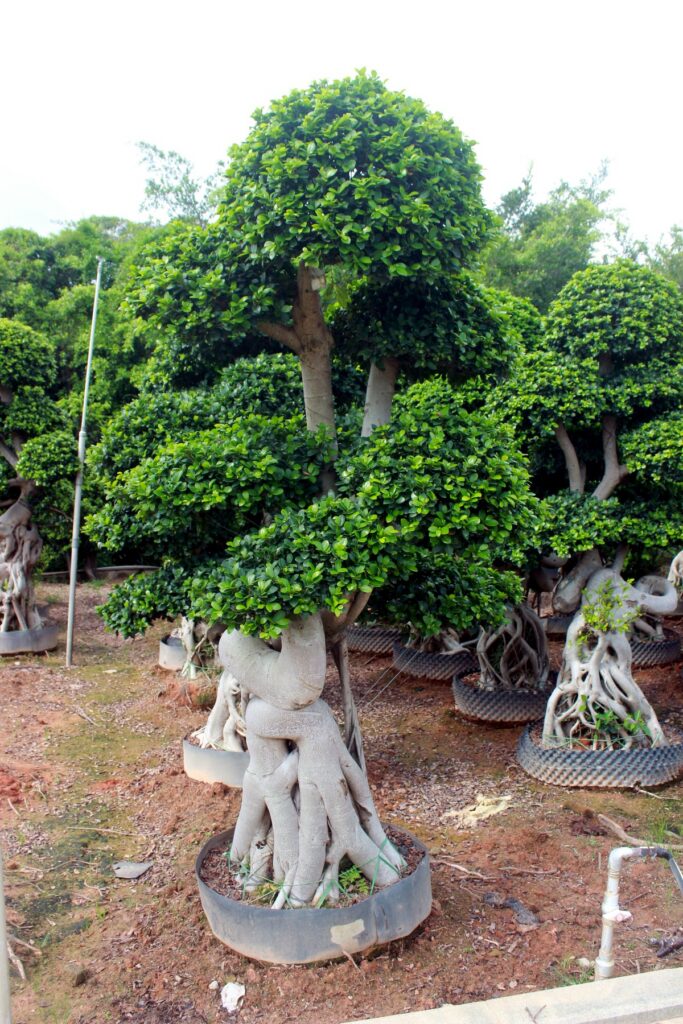 Large Ficus Sculptural Root Over Rock Bonsai
