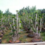 Pruned Trunk Bonsai Training Stock