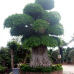 Giant Ficus Broad Aerial Root Tiered Crown