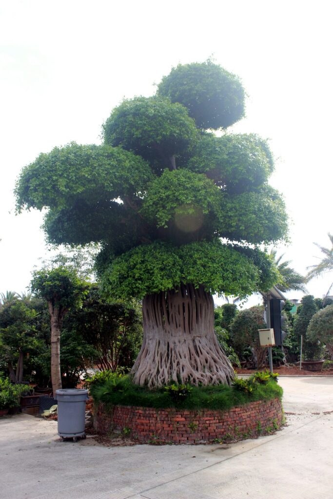 Giant Ficus Broad Aerial Root Tiered Crown