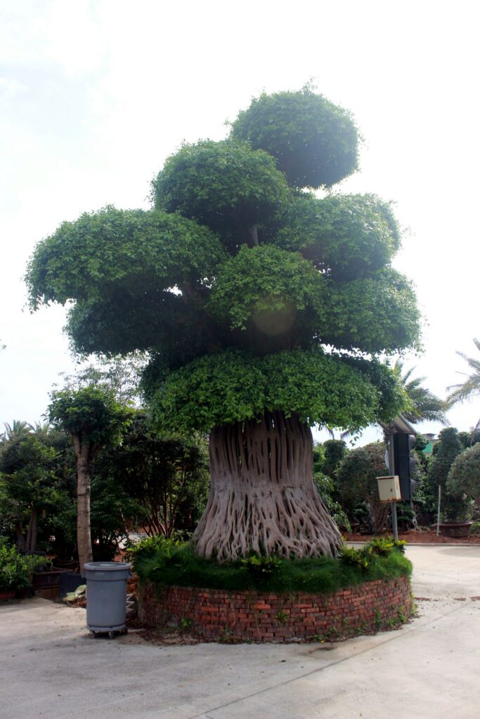 Giant Ficus Broad Aerial Root Tiered Crown