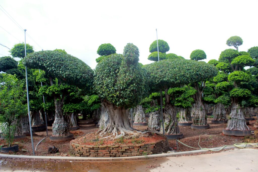 Large Ficus Landscape Bonsai Nursery Collection