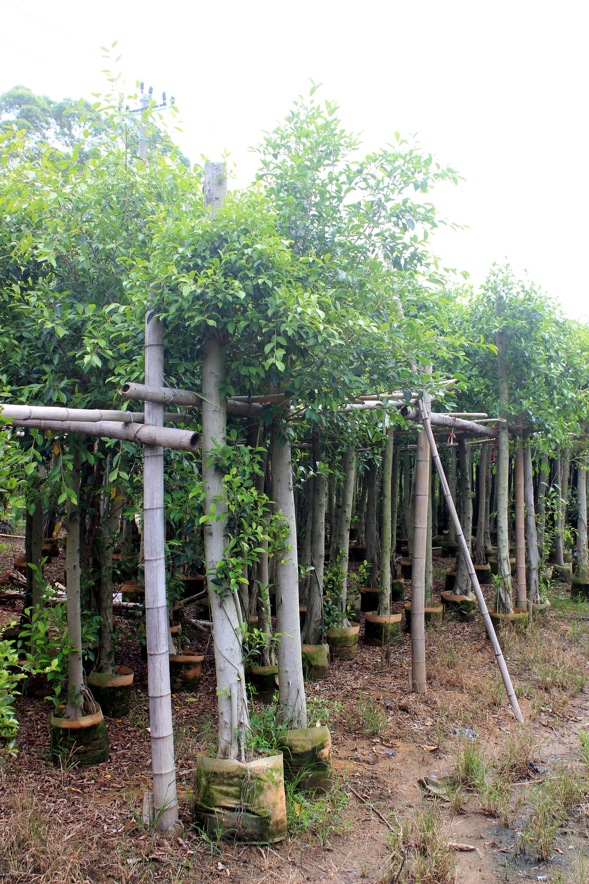 Large Trained Deciduous Landscape Bonsai Stock