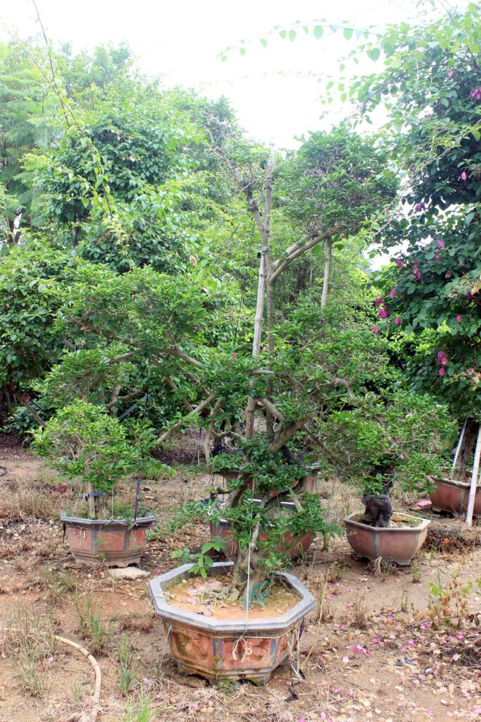 Large Trained Deciduous Landscape Bonsai Stock