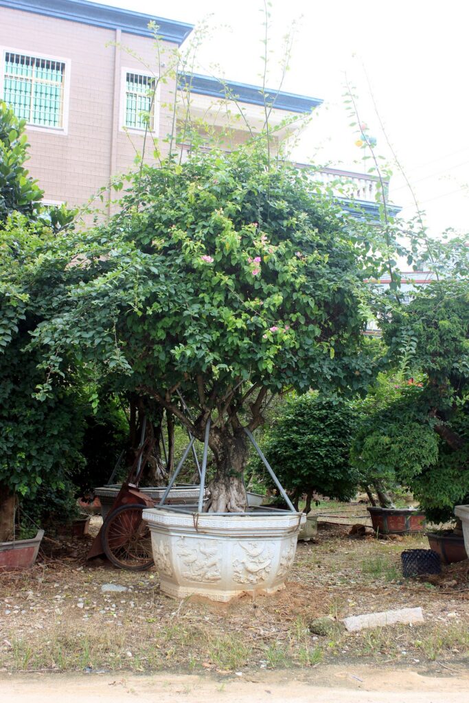 Massive Spreading Canopy Ficus Landscape Tree