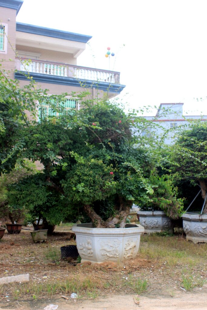Massive Spreading Canopy Ficus Landscape Tree