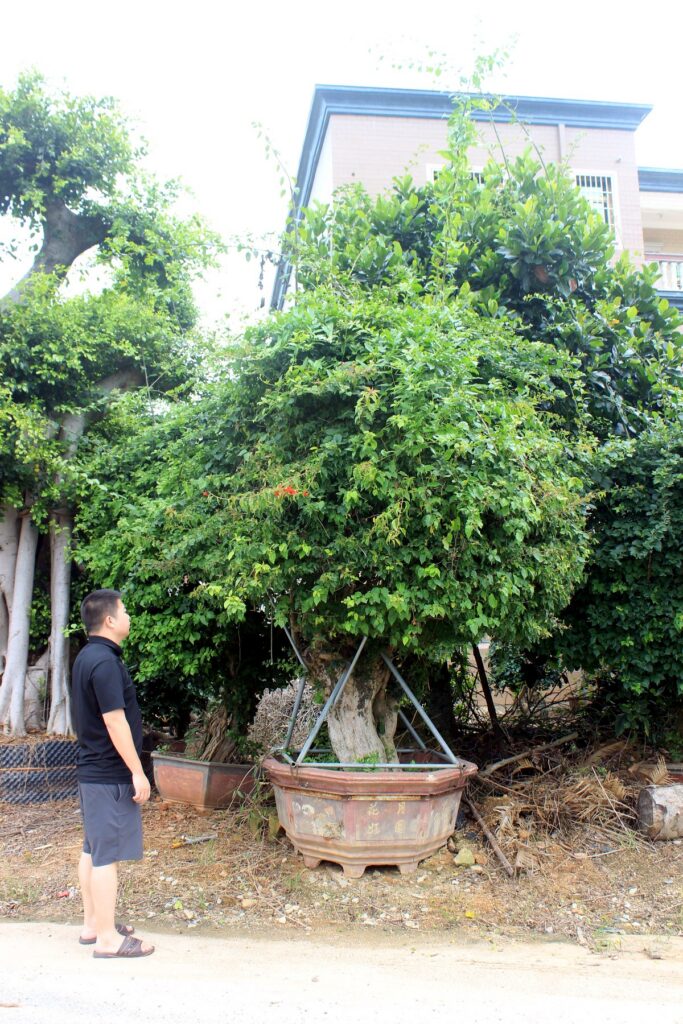 Massive Spreading Canopy Ficus Landscape Tree