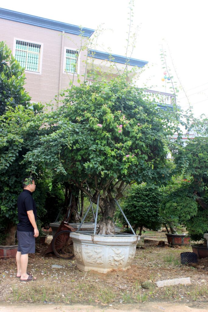 Massive Spreading Canopy Ficus Landscape Tree