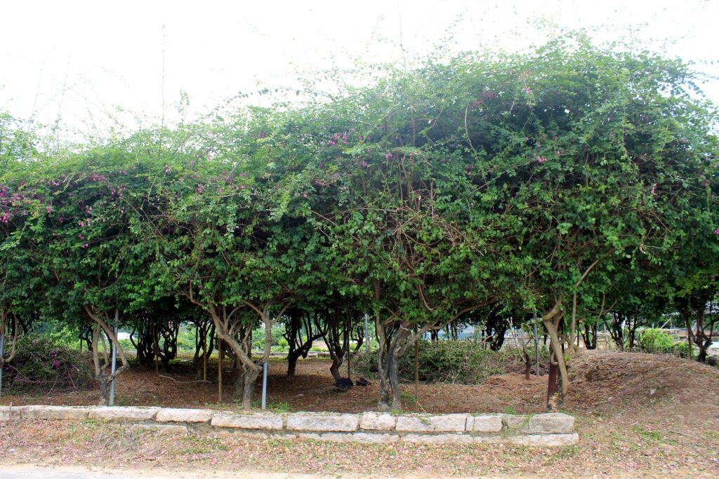 Mature Ficus Pleached Hedge Landscape Trees