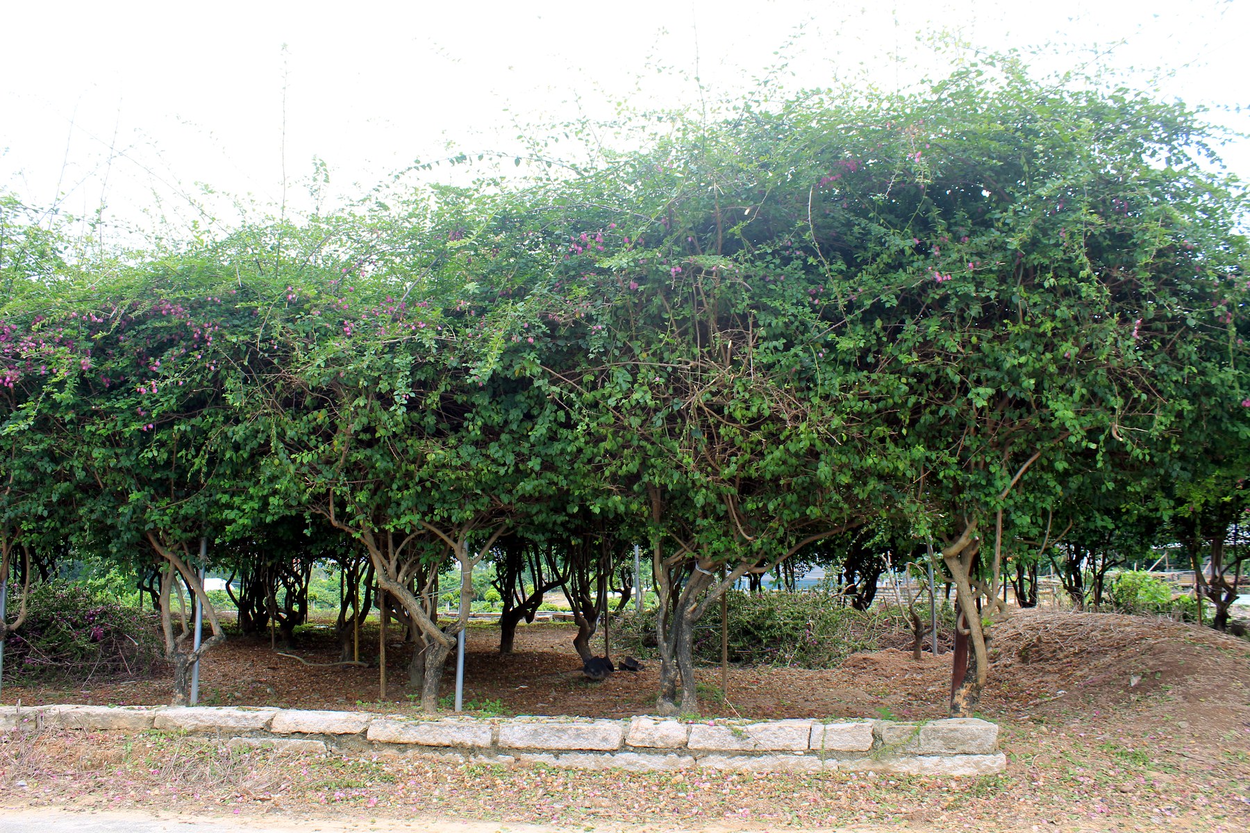 Mature Ficus Pleached Hedge Landscape Trees