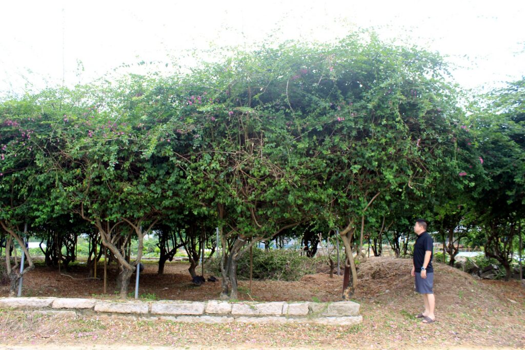 Mature Ficus Pleached Hedge Landscape Trees