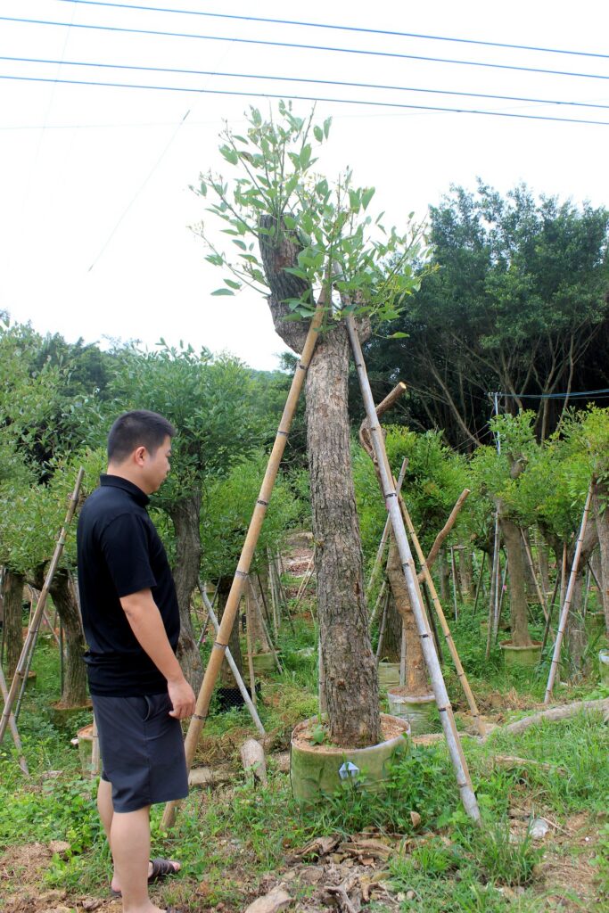 Tall Trained Standard Landscape Trees