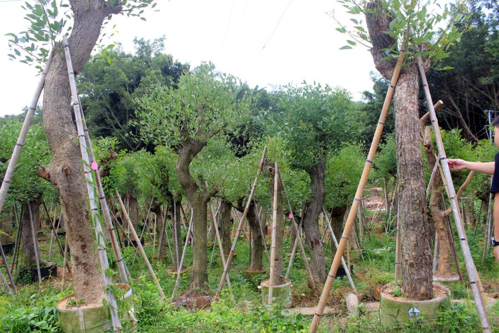 Tall Trained Standard Landscape Trees