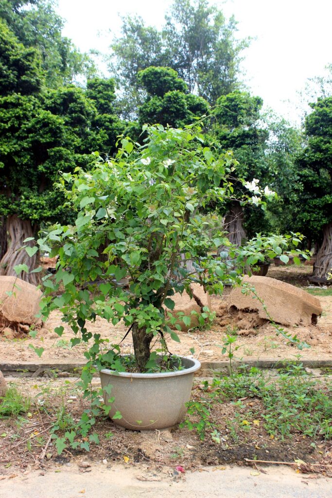 Medium Potted Evergreen Landscape Tree
