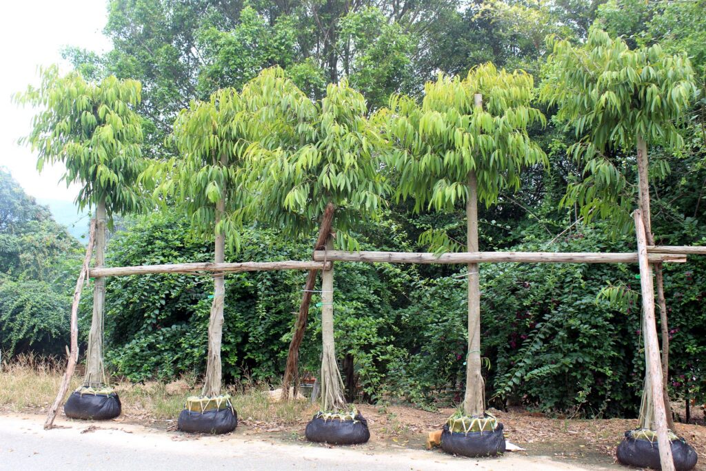 Tall Trained Standard Landscape Trees