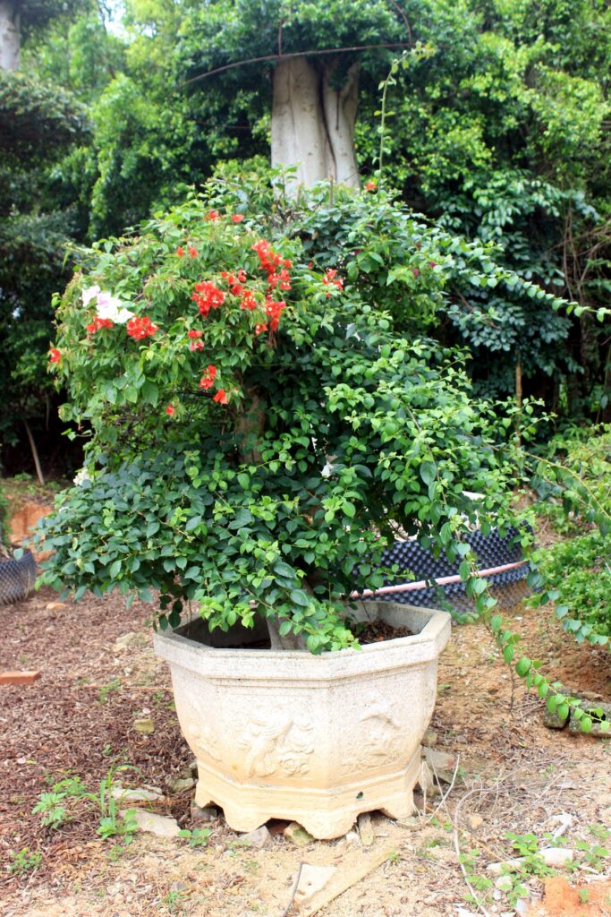 Flowering Bougainvillea Bonsai Tree
