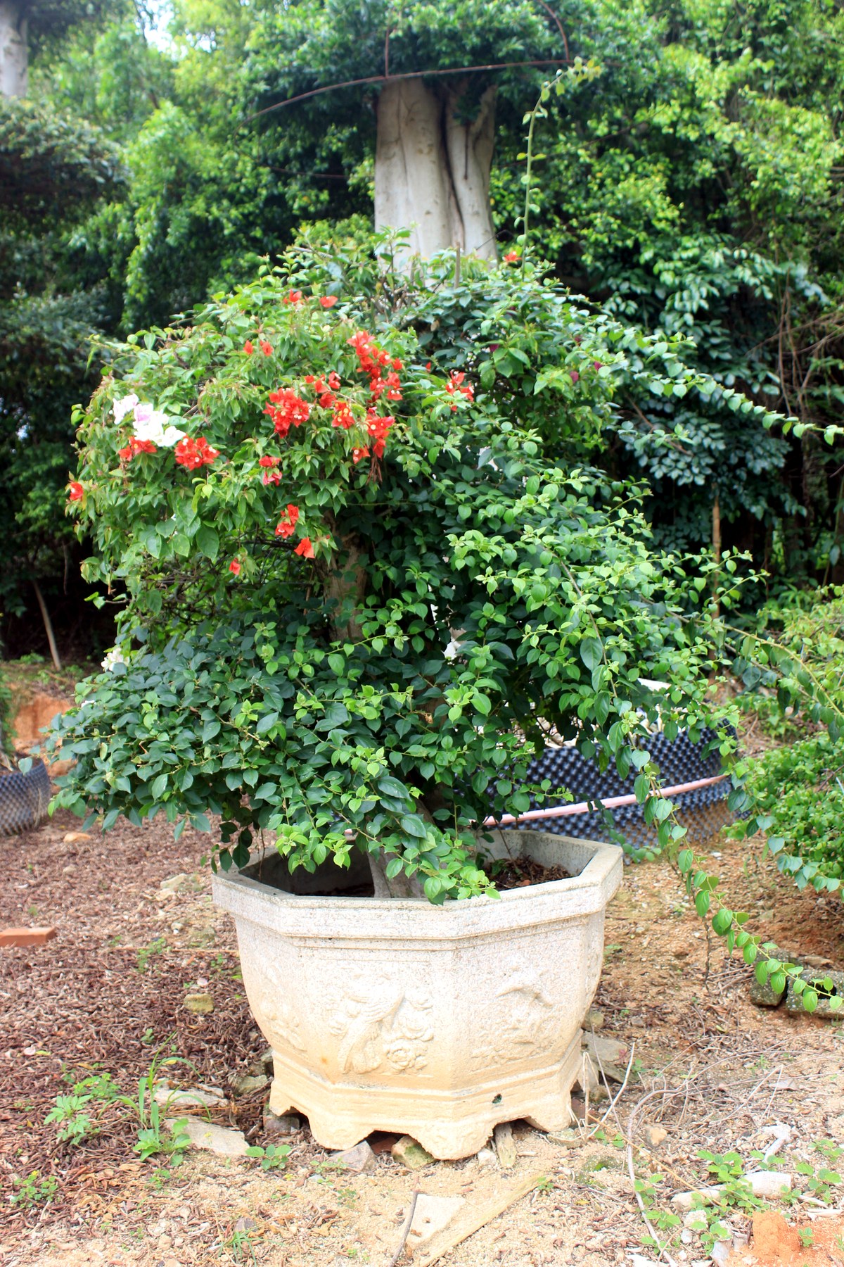 Flowering Bougainvillea Bonsai Tree
