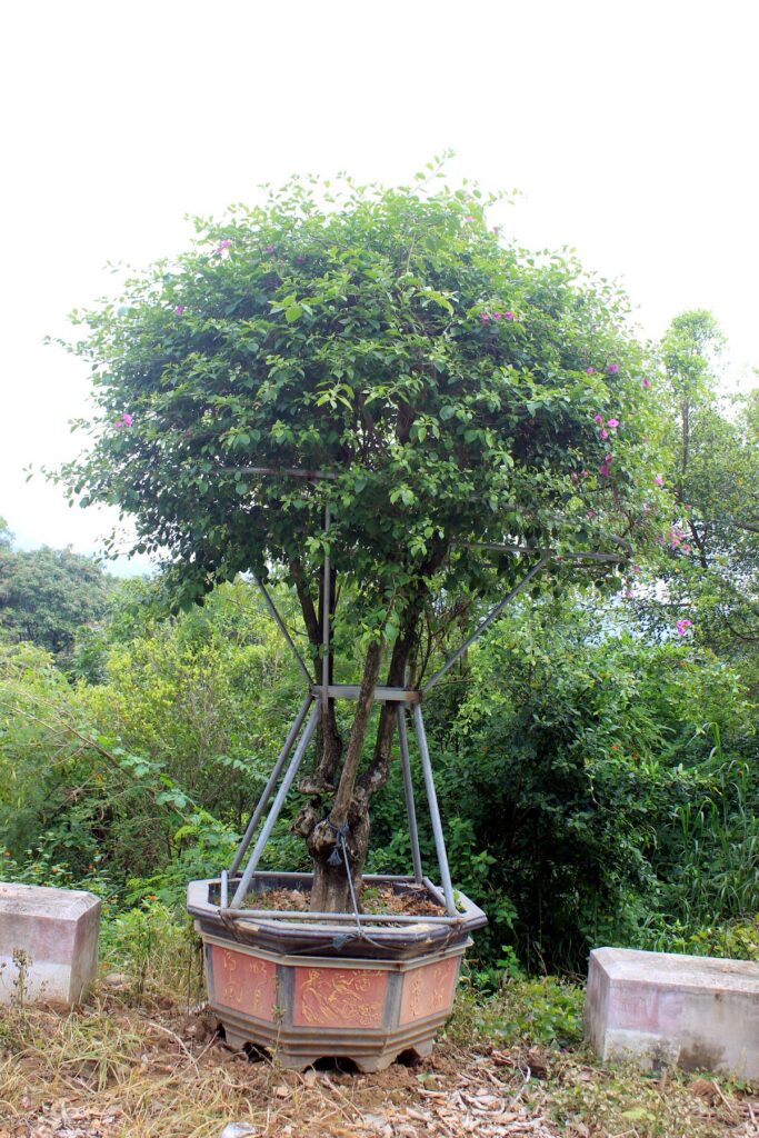 Flowering Bougainvillea Bonsai Tree