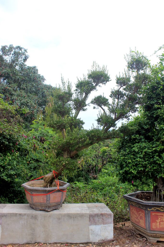 Flowering Bougainvillea Bonsai Tree