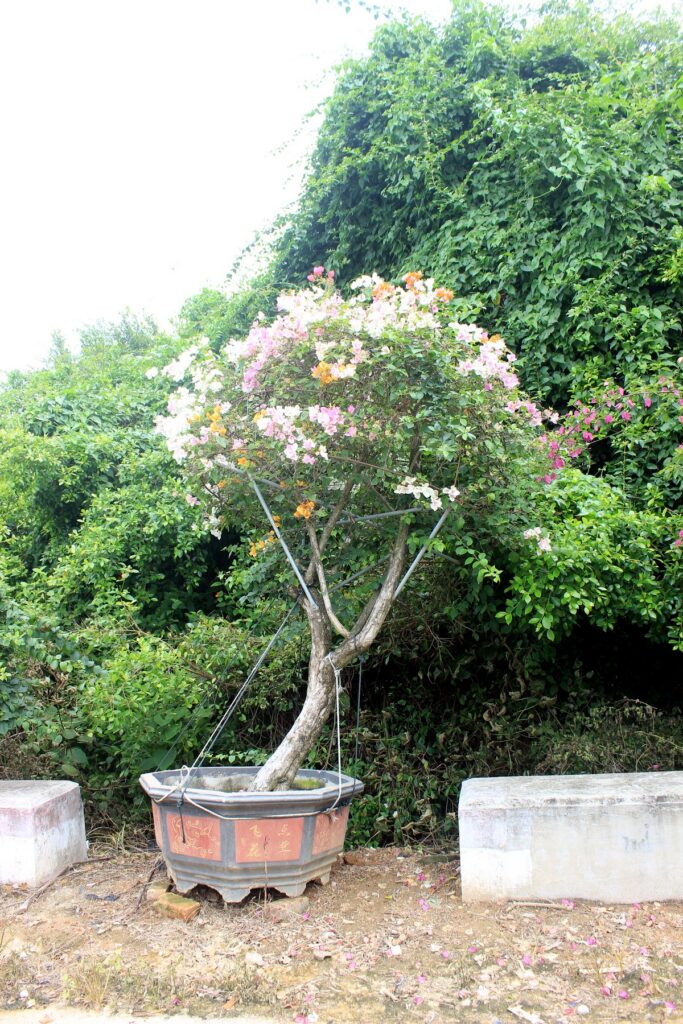 Sculptural Bougainvillea Potted Bonsai