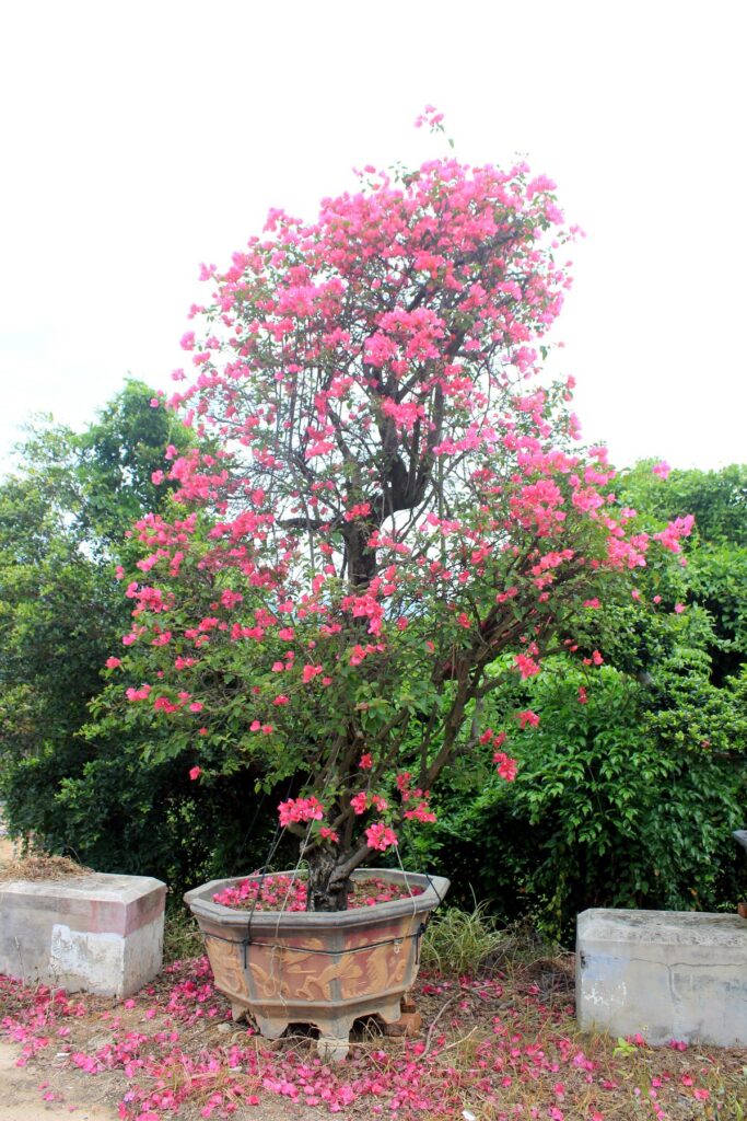 Colorful Bougainvillea Flowering Landscape Bonsai