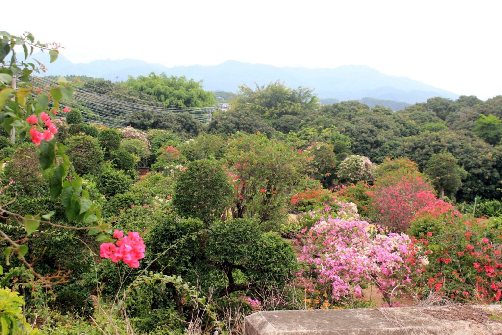 Colorful Bougainvillea Flowering Landscape Bonsai